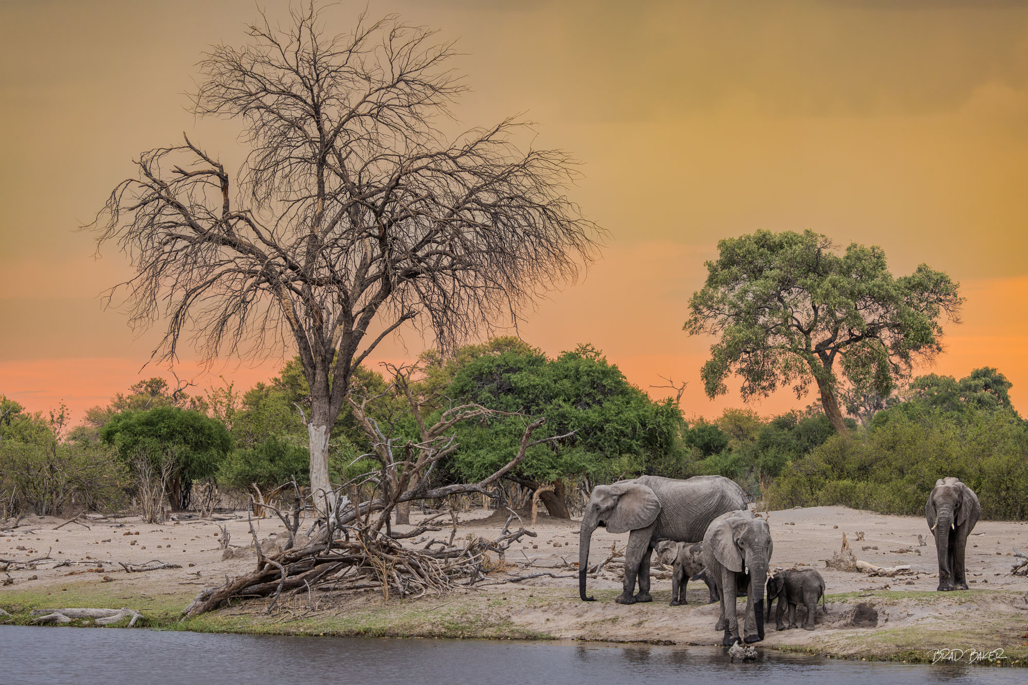 SUNSET SWIM African elephants gathered beside a waterhole next to a large dead tree beneath a warm sunset sky in Okavango Delta Botswana