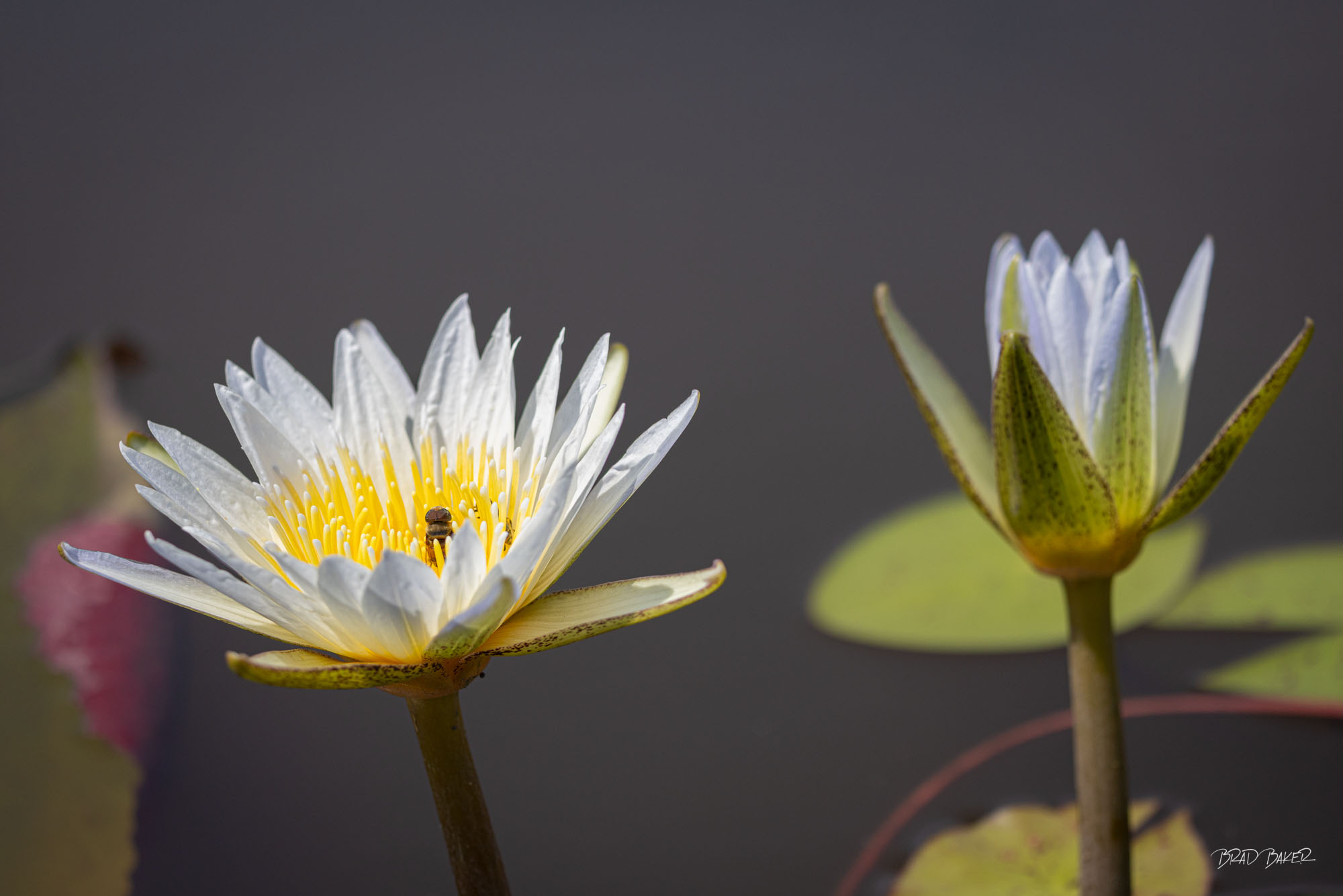 THE POLLINATOR White water lily with a bee resting among its petals on a dark pond in Okavango Delta Botswana