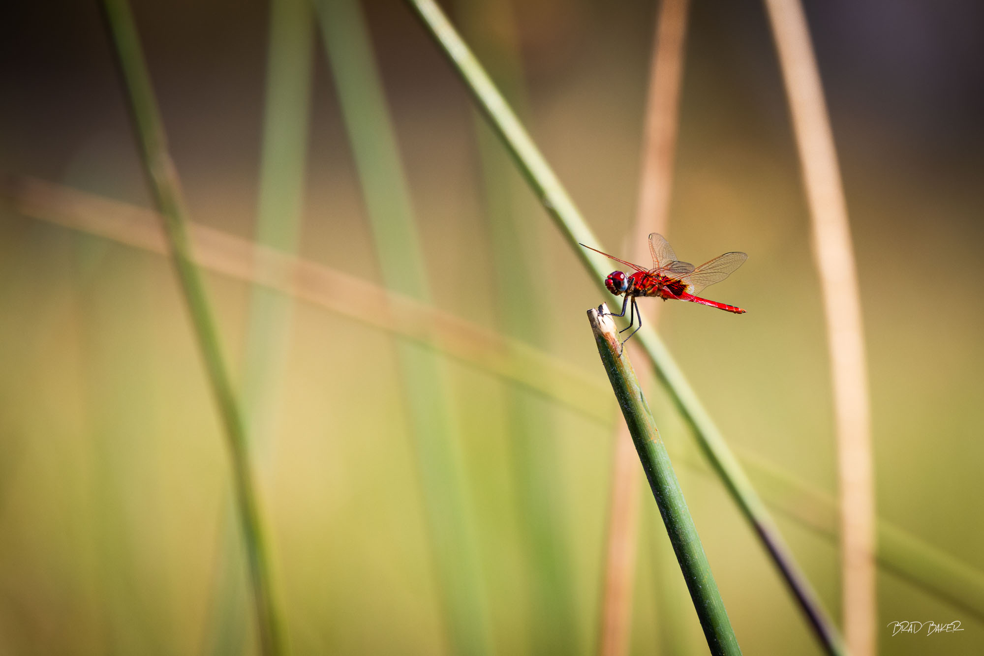 TINY MOMENTS OF LIFE Red dragonfly perched on a reed above a wetland in warm morning light in Okavango Delta Botswana