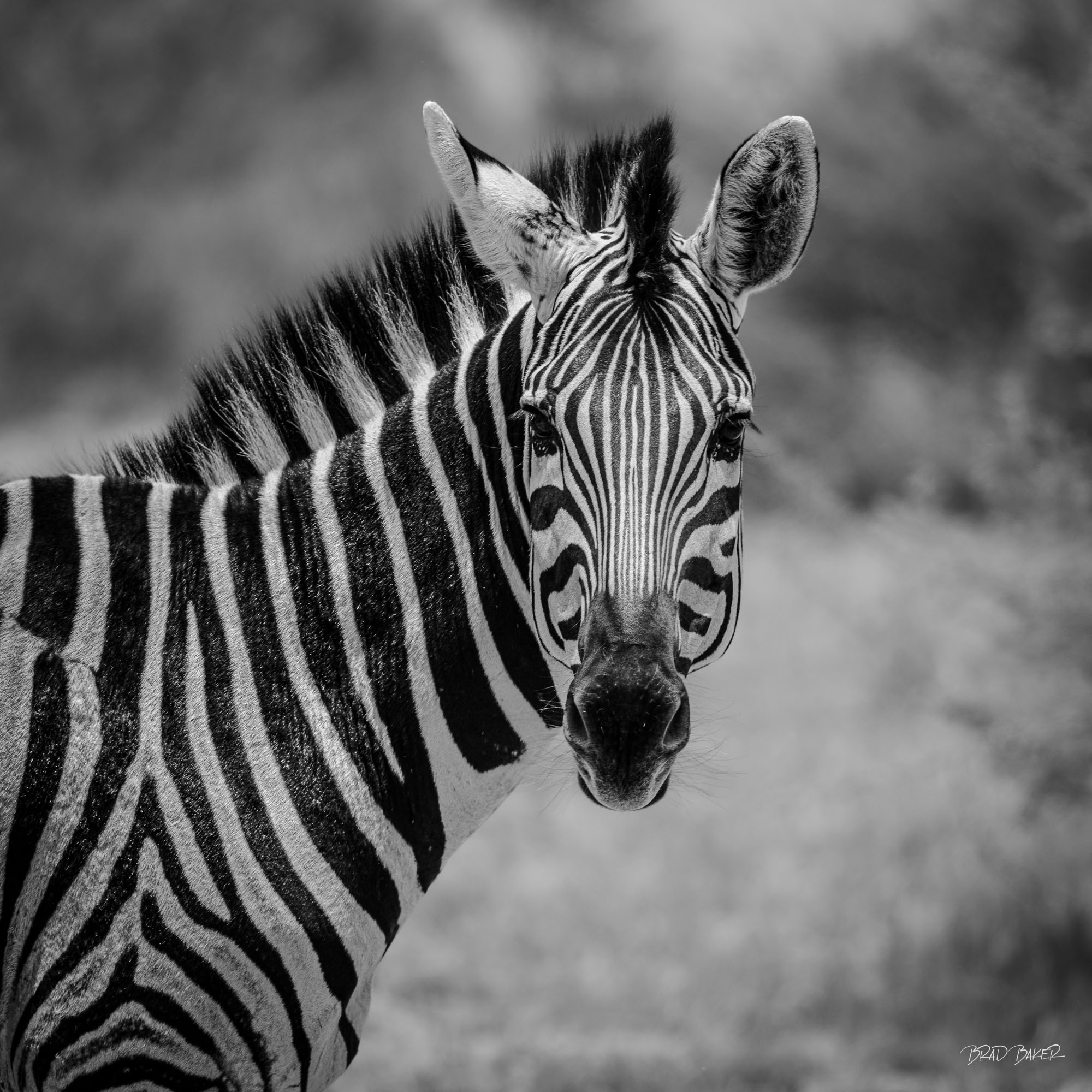 ZEBRA'S GAZE Black and white zebra portrait with striking stripes and direct gaze in Okavango Delta Botswana