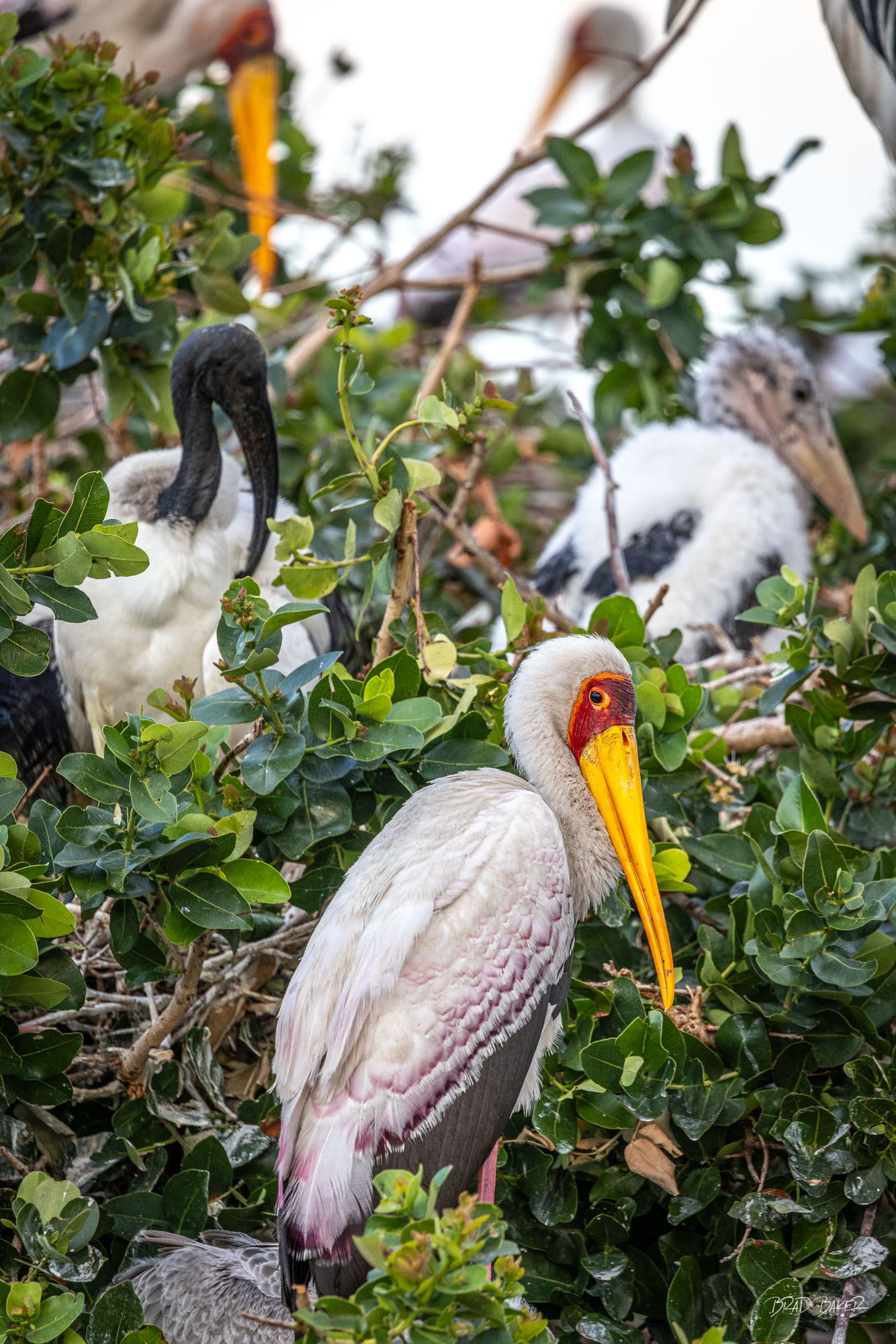 STORK ROOKERY Yellow-billed storks gathered among green foliage in a busy rookery