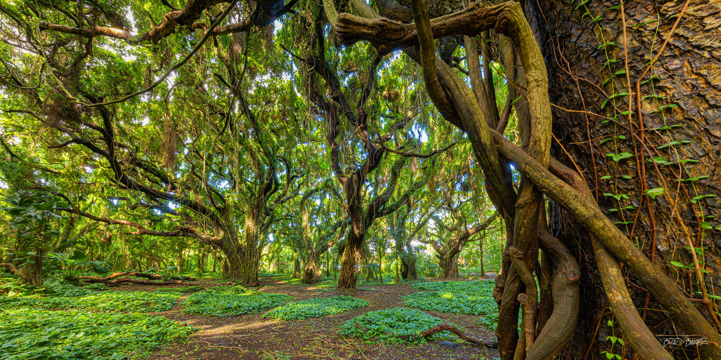 Jack Lives Here Sunlit banyan tree canopy with tangled vines and roots in a lush tropical forest at Honolua Bay Maui Hawaii