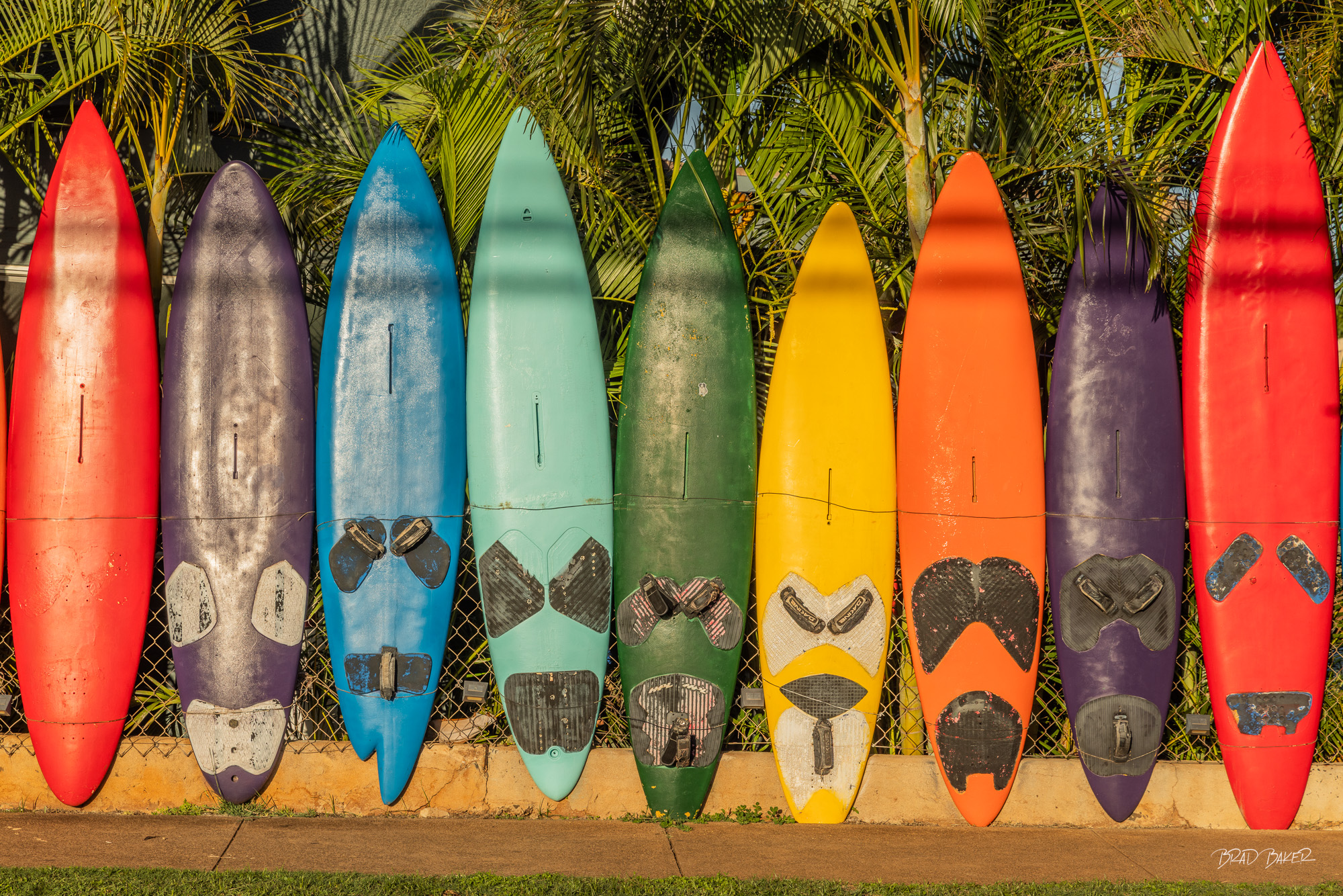 Ride the Colors Row of colorful vintage surfboards leaning against a fence backed by tropical palm fronds in Paia Maui Hawaii.