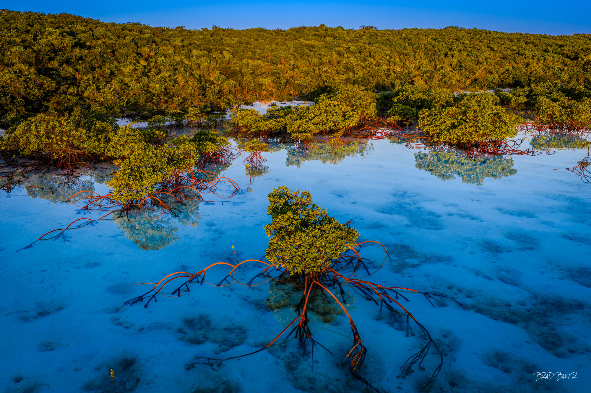 ALIEN MANGROVE Aerial view of dense mangrove forest with intricate red root systems reflected in shallow turquoise water on Highbourne Cay Exumas