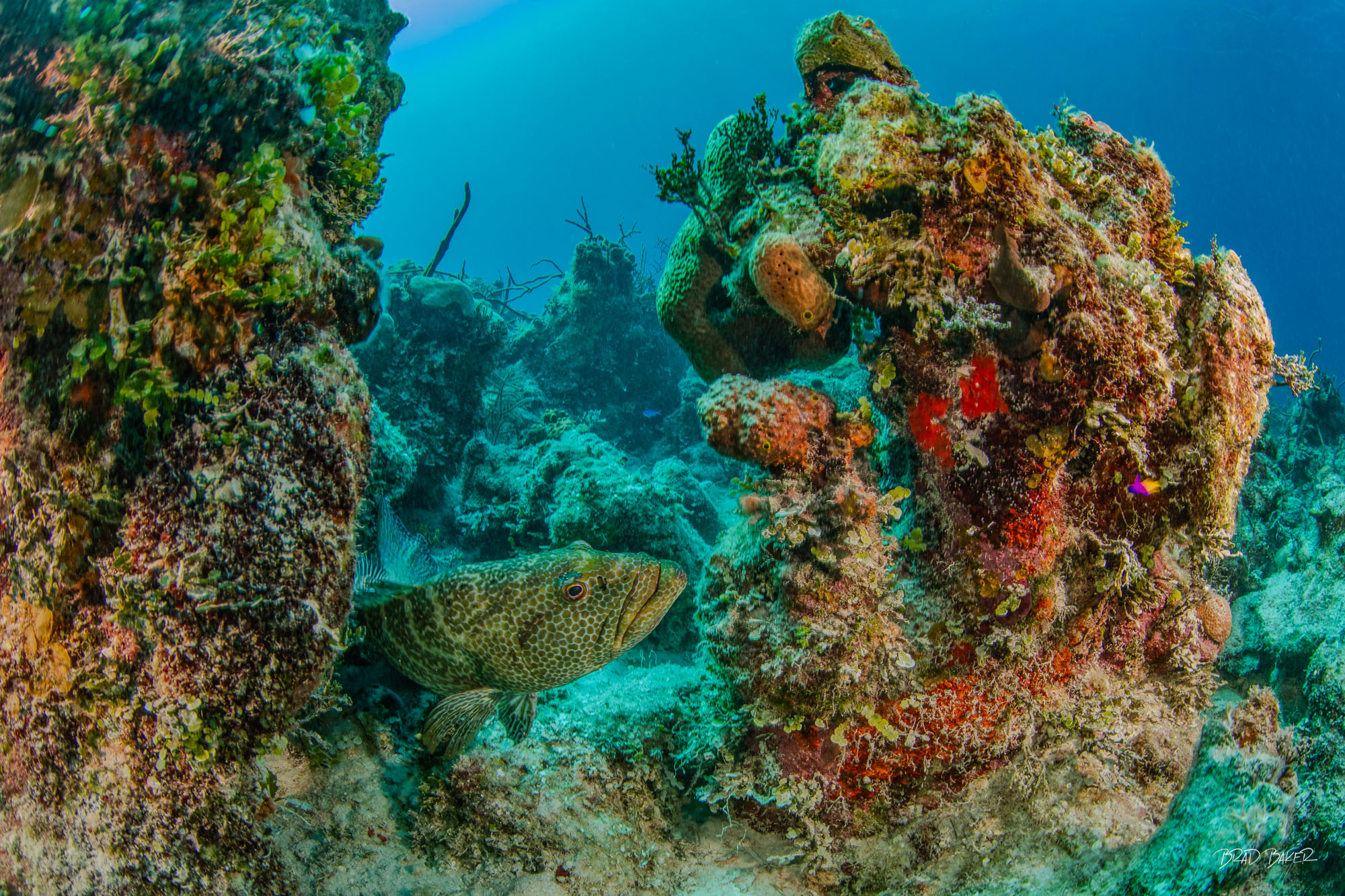 FRIEND, NOT FOOD Where in a previous life I would have taken the clean headshot, nowadays, my most rewarding moments underwater are getting the...