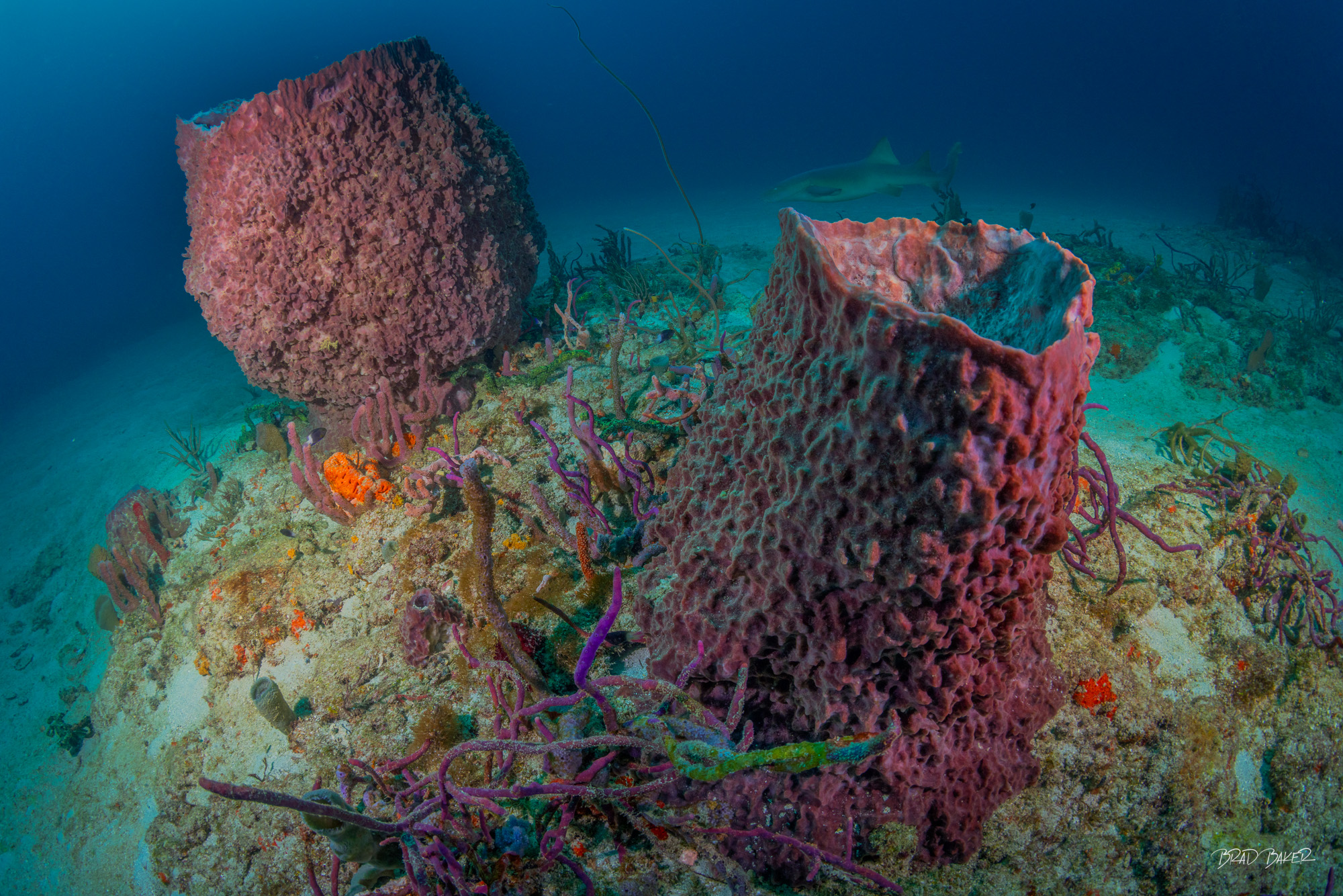 The Twins Two massive barrel sponges tower over a vibrant Florida reef with a nurse shark in background