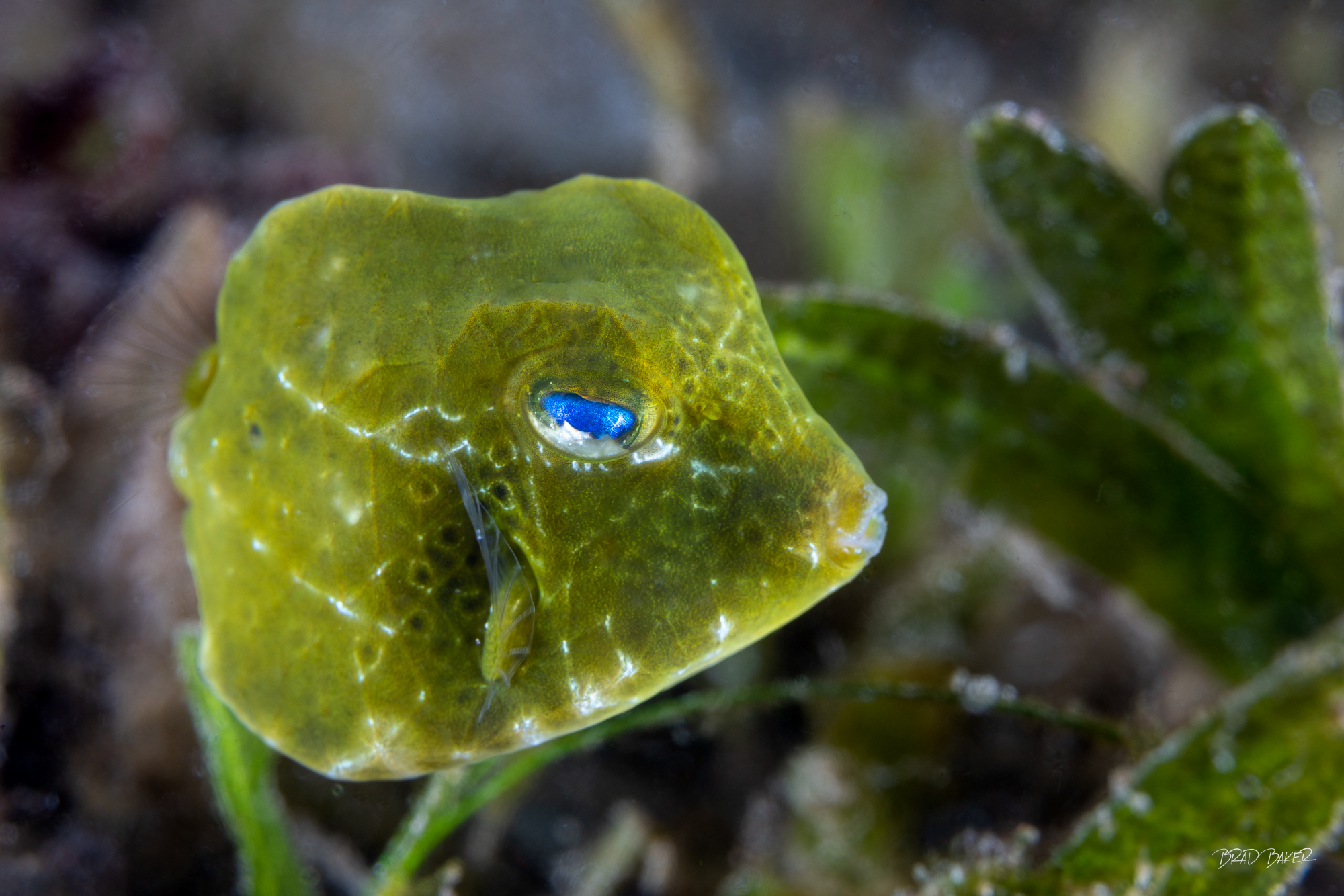 Young Blue Eyes Macro close-up of a juvenile filefish or trunkfish with vivid blue eye hiding in green seagrass