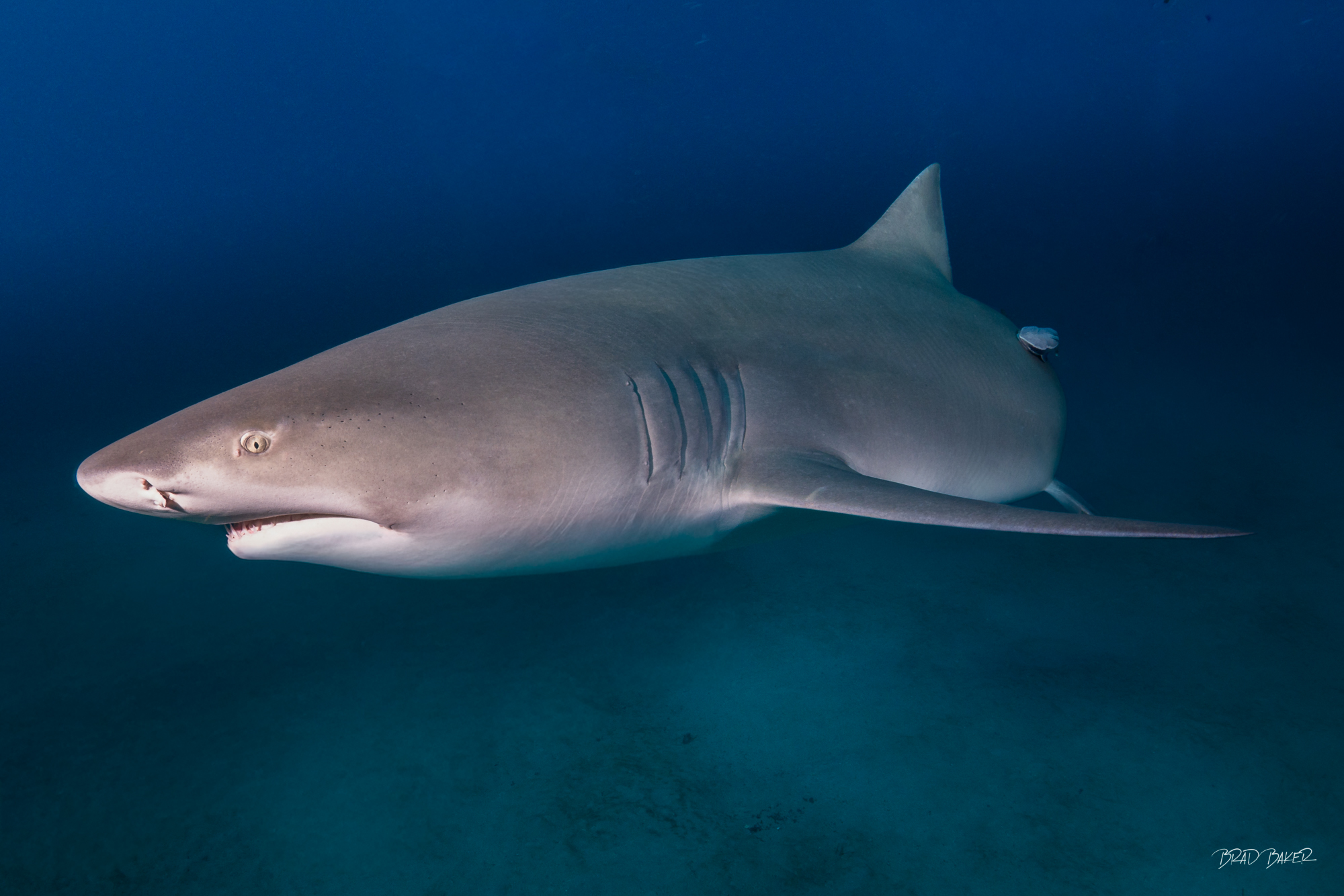 Just Checkin You Out Large lemon shark swimming close to camera in clear blue open water in Jupiter Florida