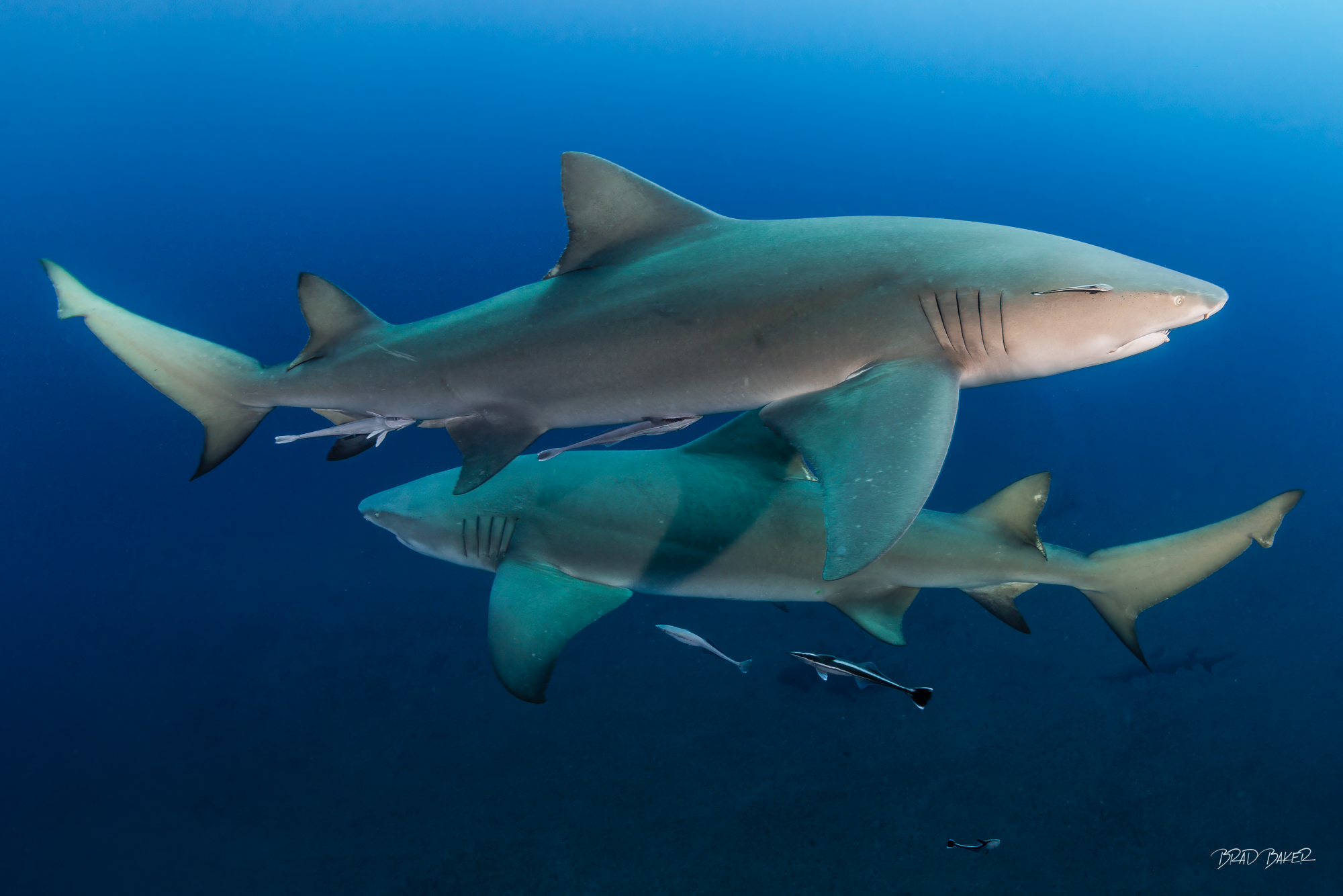 Opposing Heeadings Two lemon sharks crossing paths in opposite directions in deep blue open water in Jupiter Florida