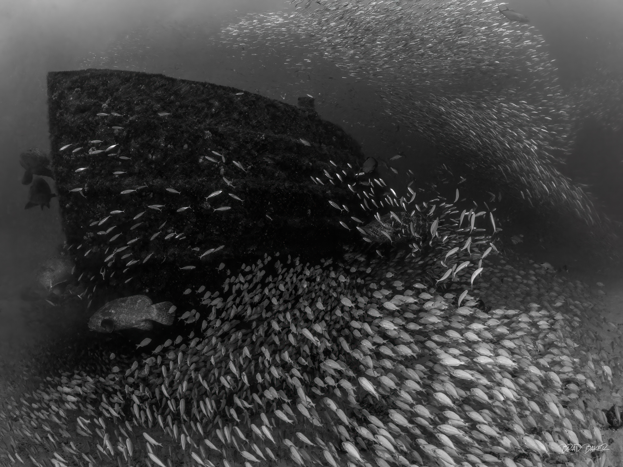 The Feast of the Goliaths Goliath Grouper surrounded by massive baitfish school near dark hull structure of sunken shipwreck in Jupiter Florida , black and white