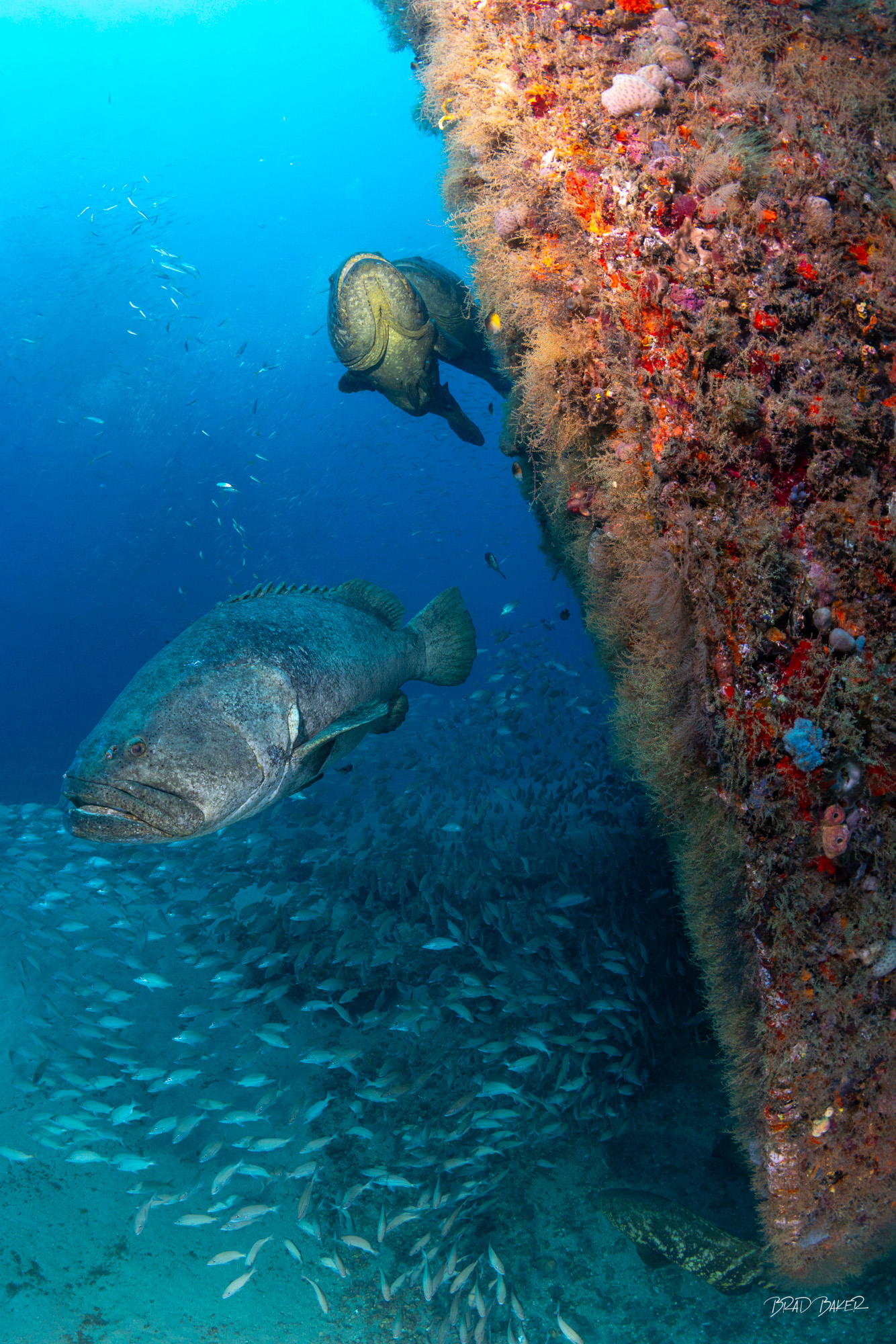 The color Revealed Two massive Goliath Grouper patrolling a colorful encrusted bow wall of a sunken shipwreck among baitfish in Jupiter Florida